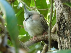 Crested Pigeon