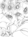 eucalypt-compressed redueced size