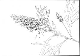 Grevillea 'Dorothy Gordon' Pen and ink $250 - shrink wrapped ready for framing