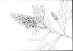 grevillea-dorothy-gordon