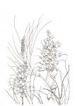 grevillea-drawing
