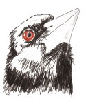 magpie—cropped