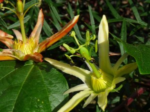Passiflora flowers with native bees