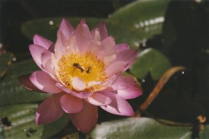 Nymphaea gigantea pink [Nymphaea gigantea var. neorosa]