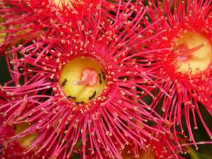 Corymbia with ants