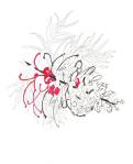 red-grevillea