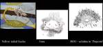three fauna works
