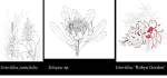 three flora drawings