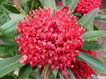 waratah-close-up-web