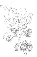 Eucalyptus youngiana Pen and ink botanical art
