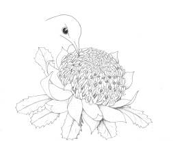 Telopea [waratah] with Eastern Wattlebird Pen and ink