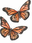 monarch nita